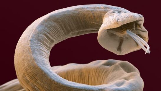 Parasites within a person