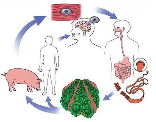 methods to diagnose parasites